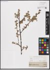 Foto von Salix aurita L.